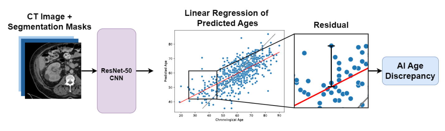 AI Age Discrepancy visualization